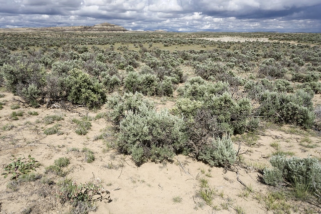 Vulpie à une glume (Vulpia fasciculata)