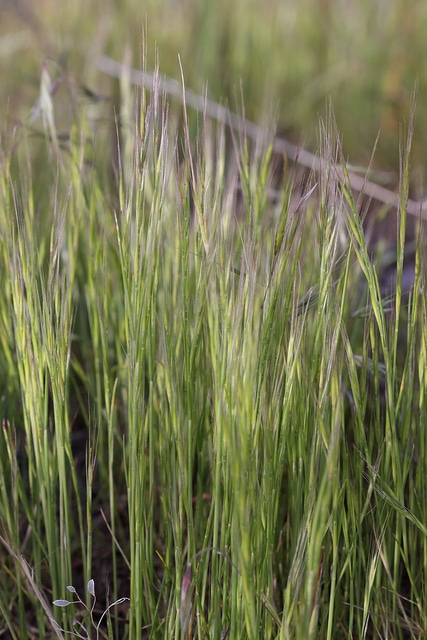 Vulpie queue-de-rat (Vulpia myuros)