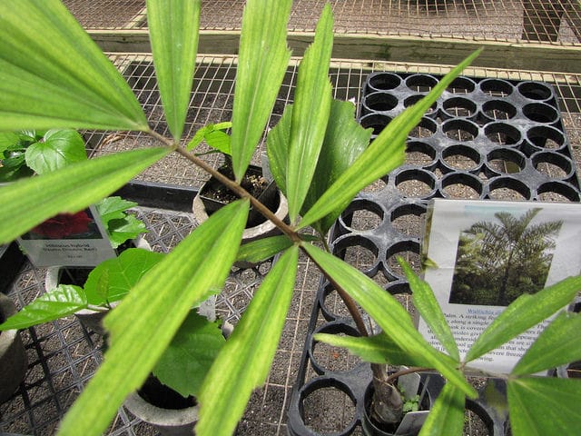 Wallichia disticha