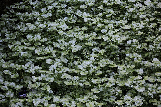 Wasabi (Wasabia japonica)