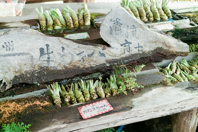Wasabi