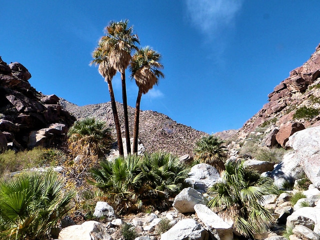 Palmier à jupon (Washingtonia filifera)