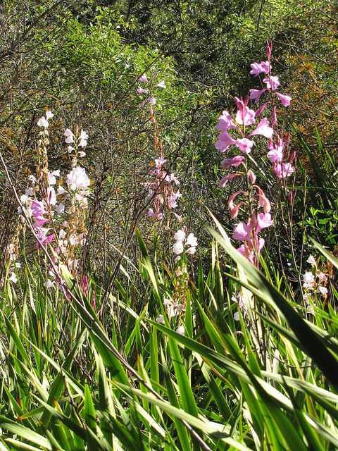 Watsonia borbonica (Watsonia borbonica)