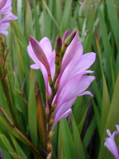 Watsonia borbonica
