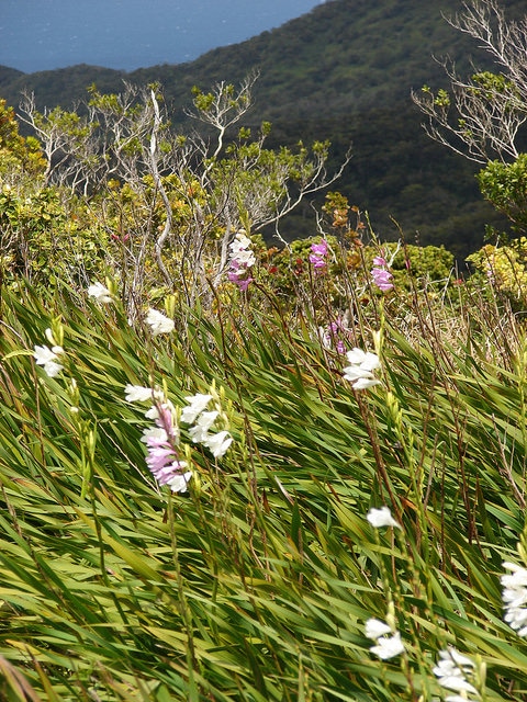 Watsonia borbonica
