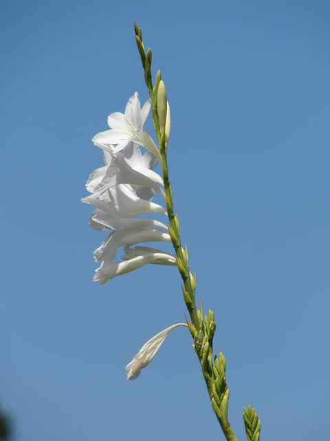 Watsonia borbonica