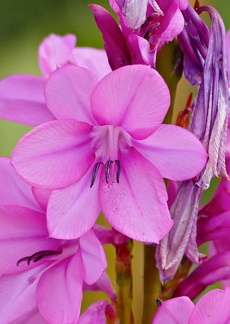 Watsonia borbonica