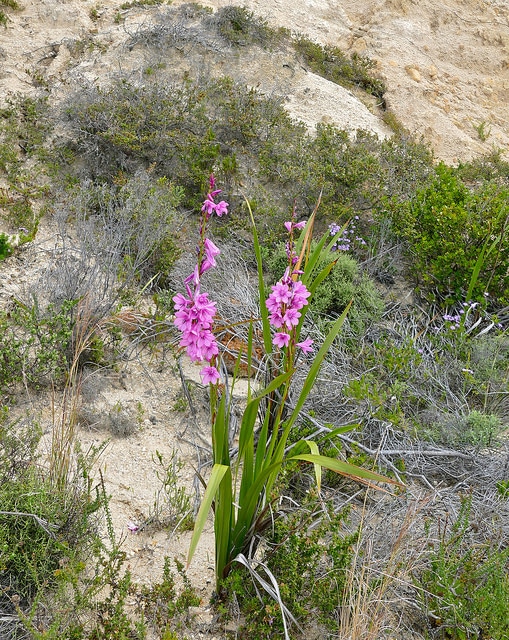 Watsonia borbonica