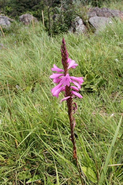 Watsonia densiflora (Watsonia densiflora)