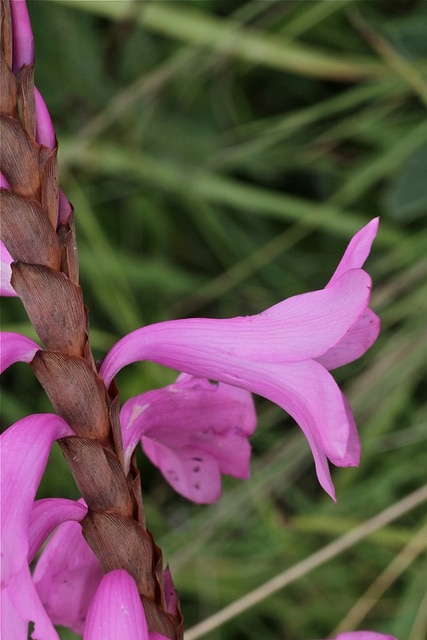 Watsonia densiflora
