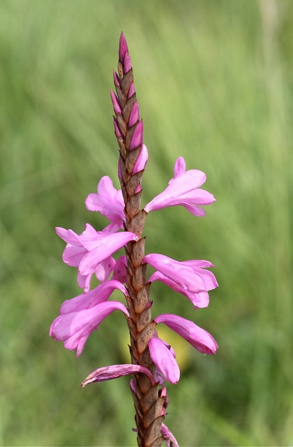 Watsonia densiflora