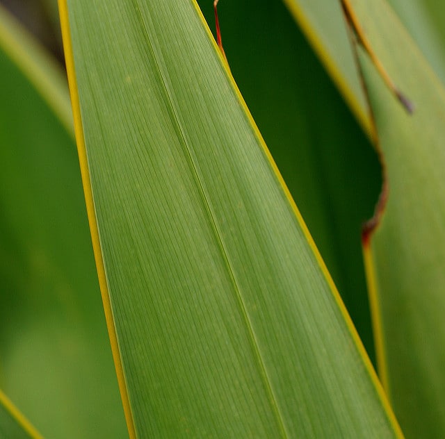 Watsonia marginata (Watsonia marginata)