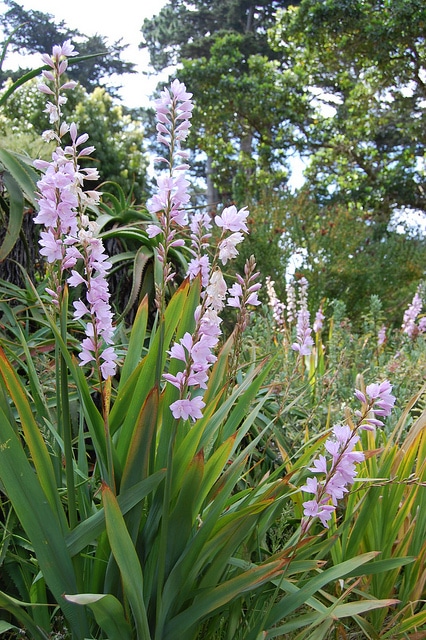 Watsonia marginata
