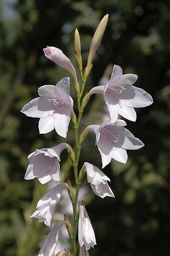 Watsonia marginata