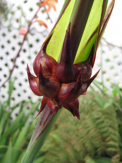 Watsonia meriana