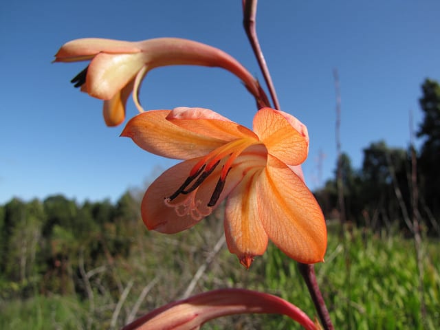 Watsonia meriana (Watsonia meriana)