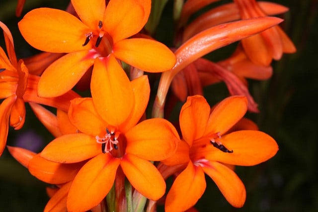 Watsonia pillansii (Watsonia pillansii)