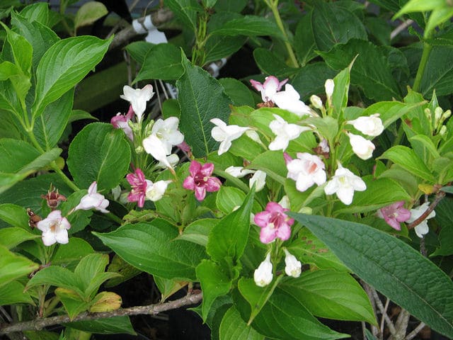 Weigela coraeensis