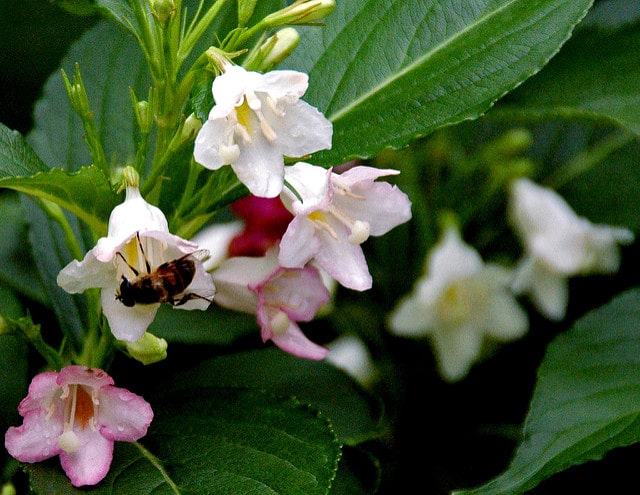 Weigela coraeensis