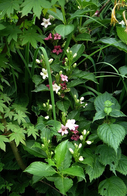 Weigela coraeensis