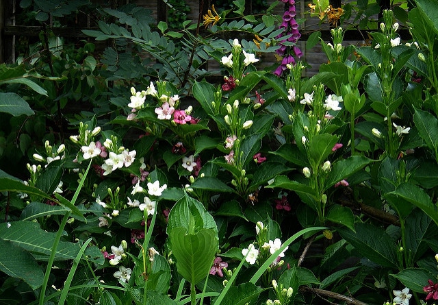 Weigela coraeensis