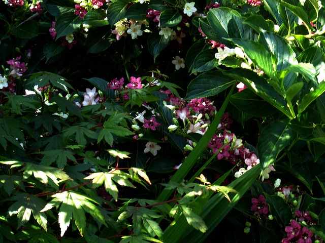 Weigela coraeensis
