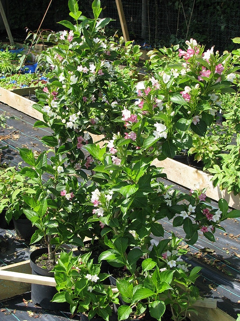 Weigela coraeensis