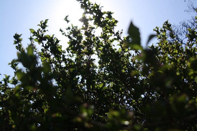 Weigélie fleurie (Weigela florida)