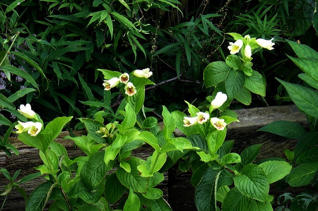 Weigela middendorffiana (Weigela middendorffiana)