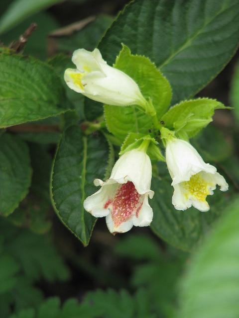 Weigela middendorffiana