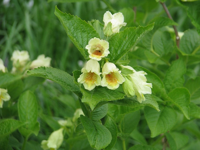 Weigela middendorffiana