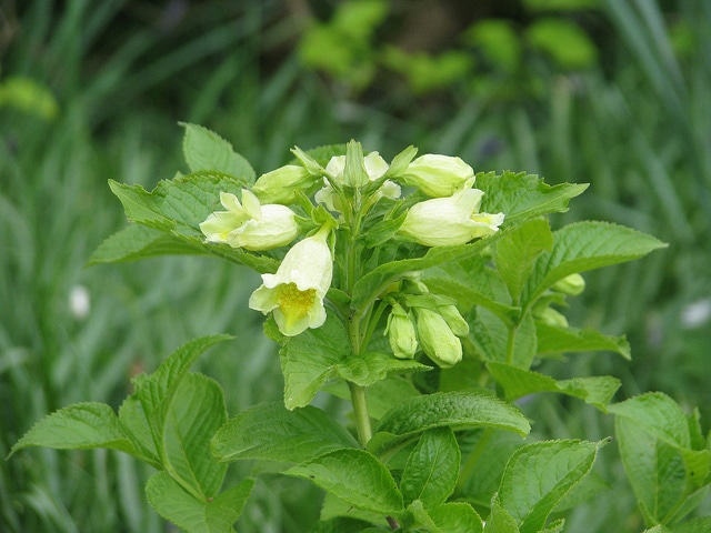 Weigela middendorffiana