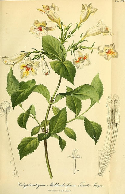 Weigela middendorffiana