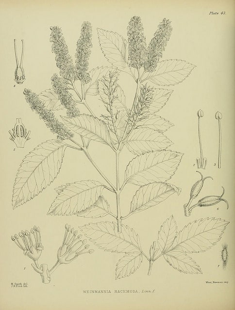 Weinmannia racemosa (Weinmannia racemosa)
