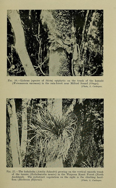 Weinmannia racemosa