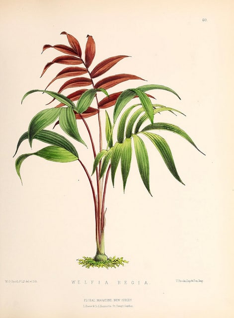 Welfia regia