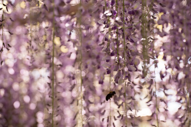 Glycine floribonde (Wisteria floribunda)