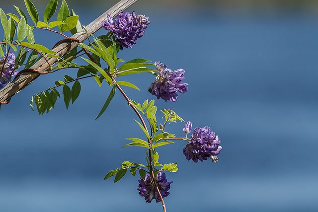 Wisteria frutescens