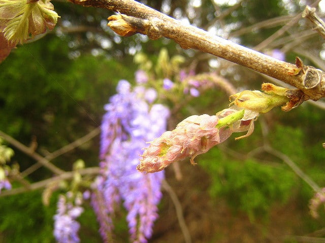 Wisteria frutescens
