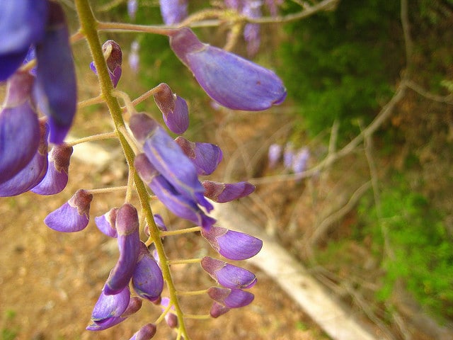 Wisteria frutescens
