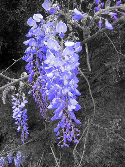 Wisteria frutescens