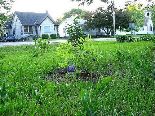 Wisteria frutescens