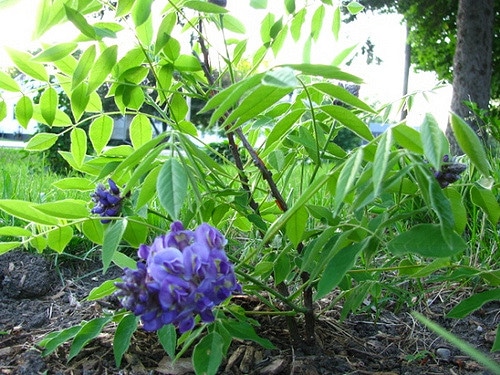 Wisteria frutescens