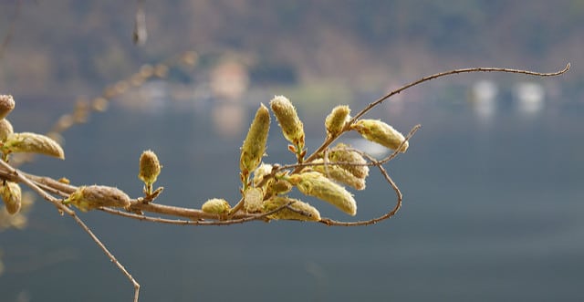 Glycine de chine