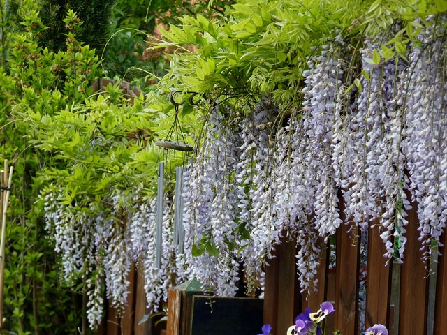 Glycine de chine