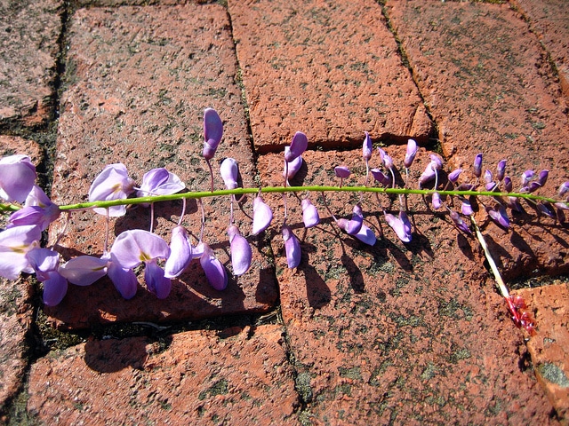 Glycine de chine