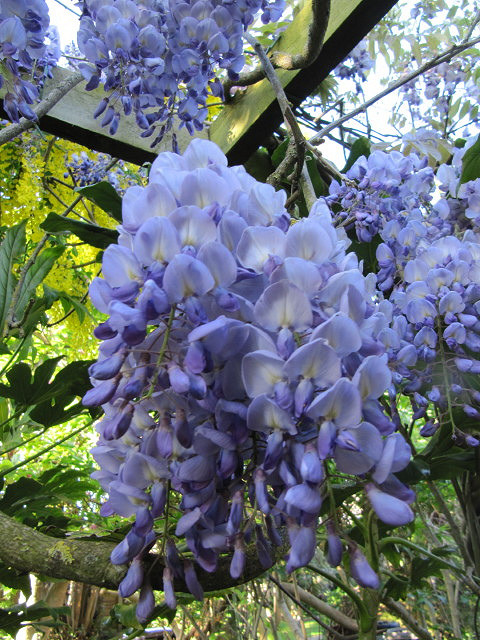 Glycine de chine