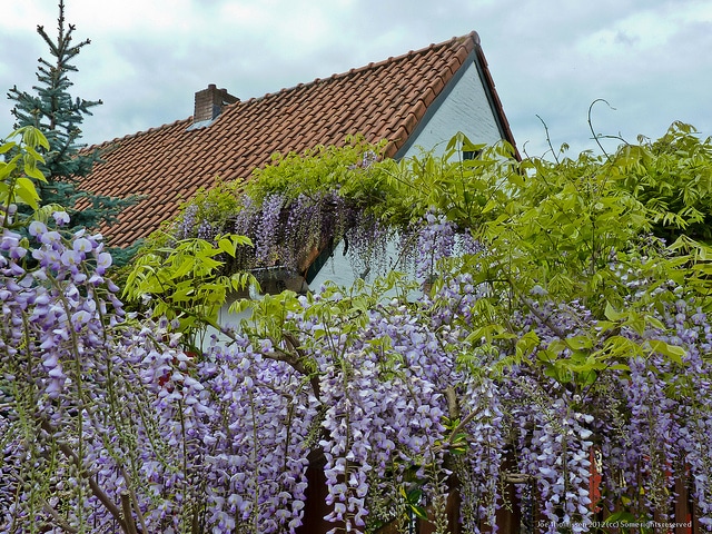 Glycine de chine