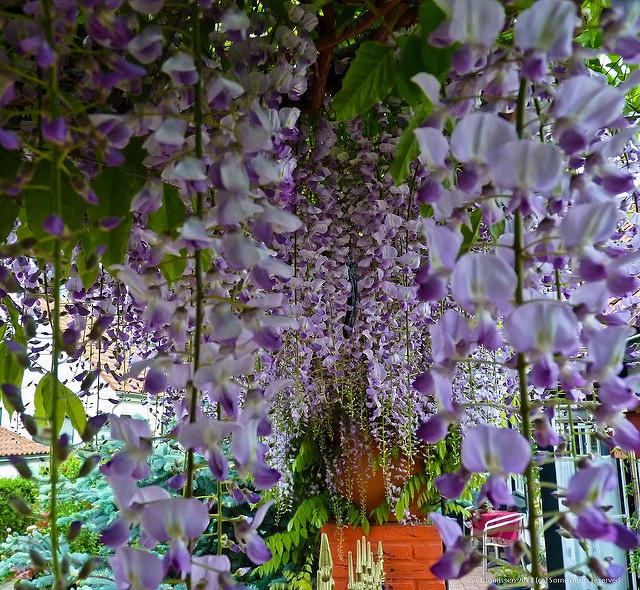 Glycine de chine (Wisteria sinensis)