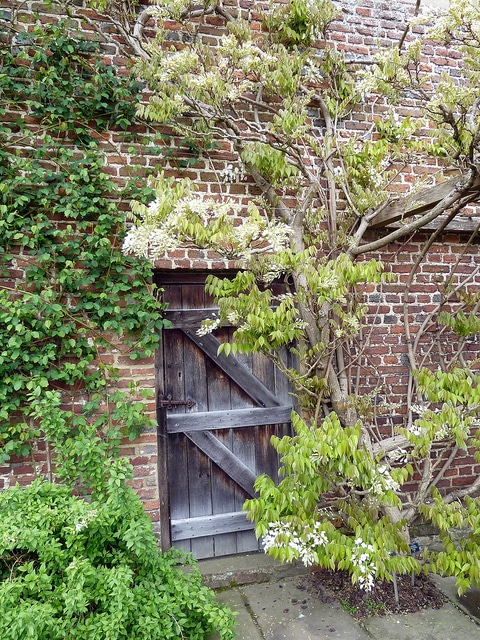 Wisteria venusta